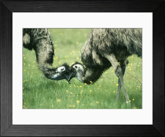 Framed Print : Emu Dromaius novaehollandiae