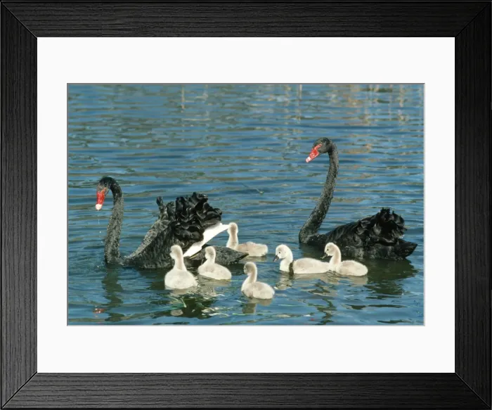 Framed Print : Black Swan - pair with cygnets on water Framed Print : Black Swan - pair with cygnets on water