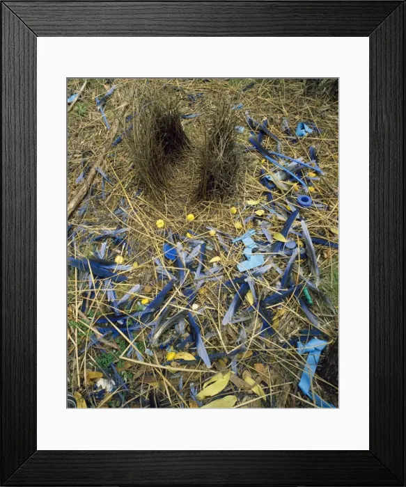 Framed Print : Satin Bowerbird East Australia Framed Print : Satin Bowerbird East Australia
