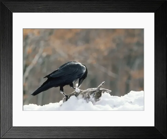 Framed Print : Raven. JPF-4238. RAVEN, EATING IN SNOW. Corvus corax Framed Print : Raven. JPF-4238. RAVEN, EATING IN SNOW. Corvus corax