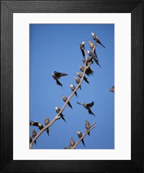 Framed Print : Cockatiels - male & female on branches & in flight Australia Framed Print : Cockatiels - male & female on branches & in flight Australia