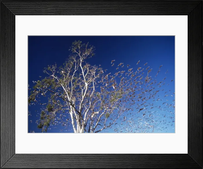 Framed Print : Little Corella Australia