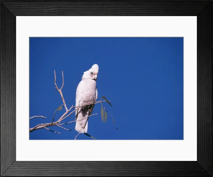 Framed Print : Little Corella Framed Print : Little Corella