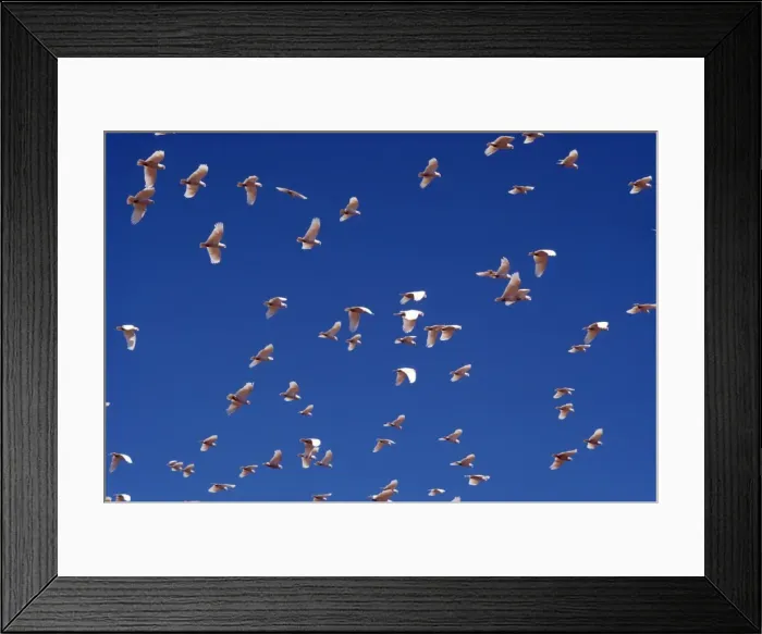 Framed Print : Little Corella Australia Framed Print : Little Corella Australia
