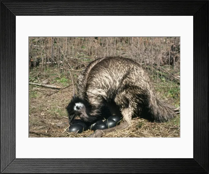 Framed Print : Emu - on nest Framed Print : Emu - on nest