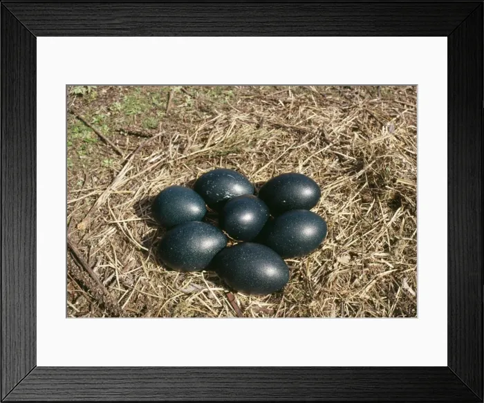 Framed Print : Emu - eggs in nest Framed Print : Emu - eggs in nest