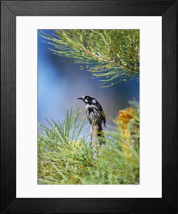 Framed Print : New Holland Honeyeater - on Banksia Framed Print : New Holland Honeyeater - on Banksia