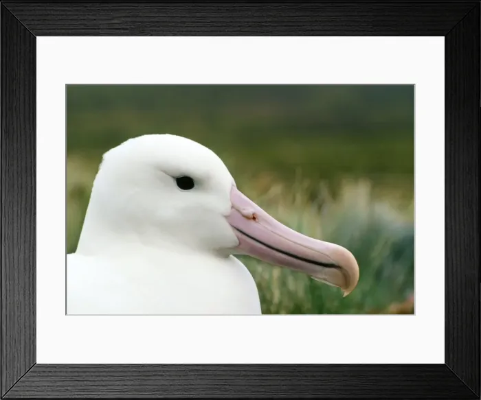 Framed Print : Southern Royal Albatross Campbell Island, New Zealand
