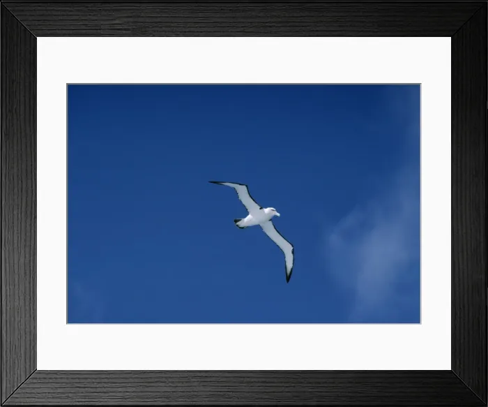 Framed Print : Shy Albatross aka White-capped Albatross In Flight Framed Print : Shy Albatross aka White-capped Albatross In Flight