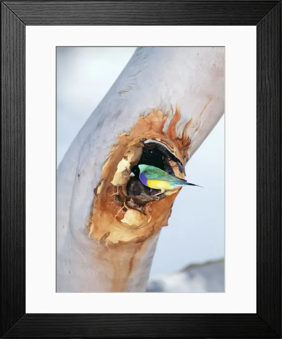 Framed Print : Black-headed Gouldian Finch - at nest entrance in Salmon Gum Tree Katherine Gorge National Park Framed Print : Black-headed Gouldian Finch - at nest entrance in Salmon Gum Tree Katherine Gorge National Park