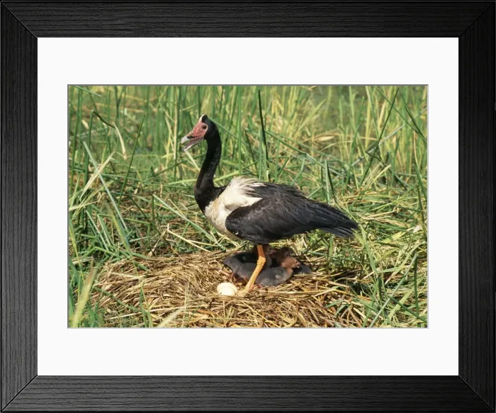 Framed Print : Magpie Goose On floating nest, Mary River flood plains, Northern Territory, Australia Framed Print : Magpie Goose On floating nest, Mary River flood plains, Northern Territory, Australia