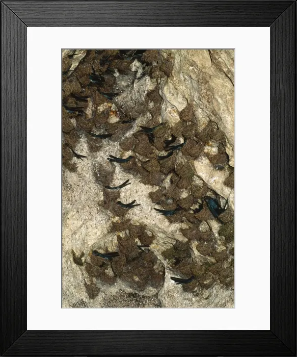 Framed Print : White-bellied Swiftlet Borneo Framed Print : White-bellied Swiftlet Borneo