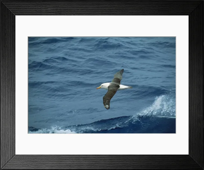 Framed Print : Black-browned Albatross Framed Print : Black-browned Albatross