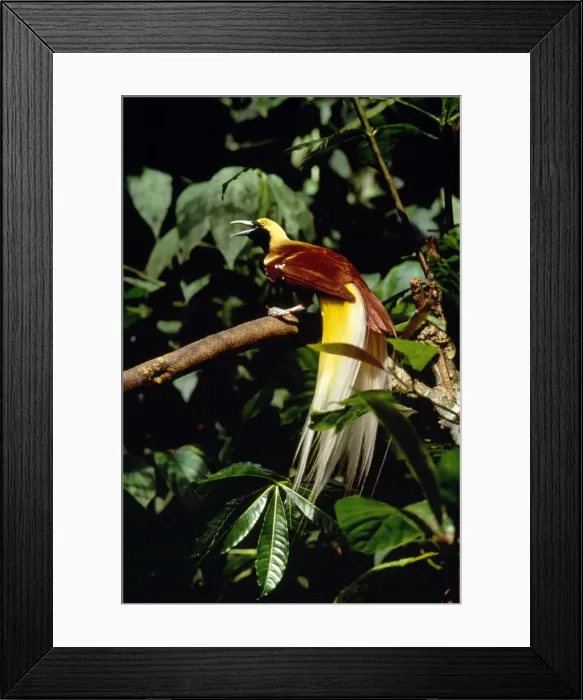 Framed Print : Lesser Bird of Paradise Framed Print : Lesser Bird of Paradise