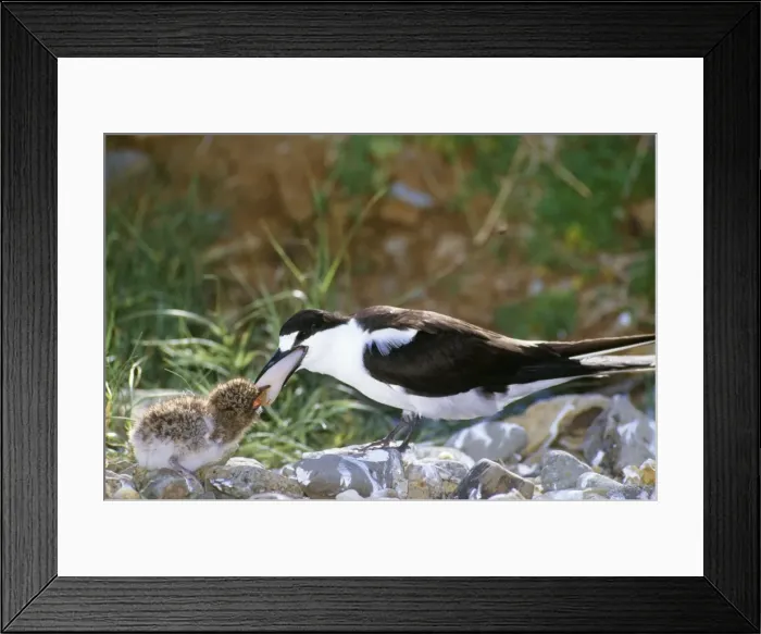 Framed Print : Sooty Tern - feeding chick Lord Howe Island, Australia Framed Print : Sooty Tern - feeding chick Lord Howe Island, Australia