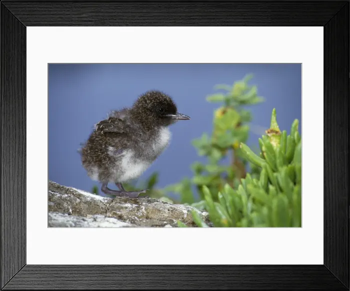 Framed Print : Sooty Tern - chick Lord Howe Island, Ausralia