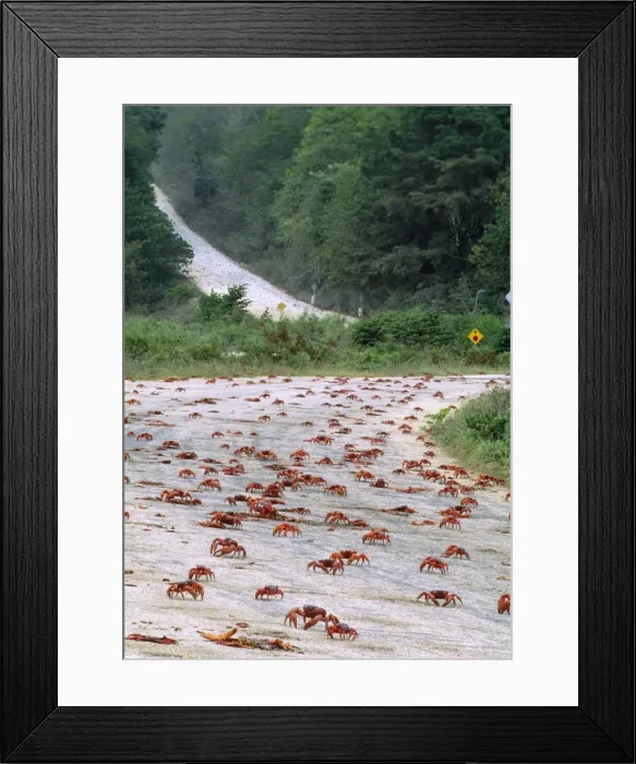 Framed Print : Red Crab - (land crab) downward migration crossing road. Christmas Island Pacific Ocean Fm: Gecarcoidea Framed Print : Red Crab - (land crab) downward migration crossing road. Christmas Island Pacific Ocean Fm: Gecarcoidea