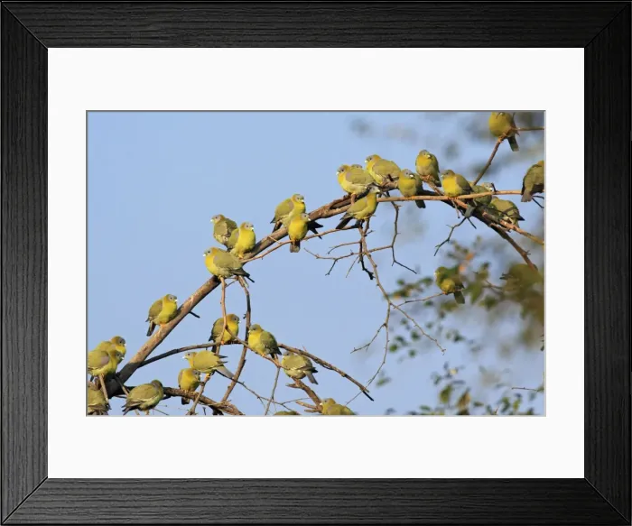 Framed Print : Flock of Green Pigeons, Ranthambhor National Park, India Framed Print : Flock of Green Pigeons, Ranthambhor National Park, India