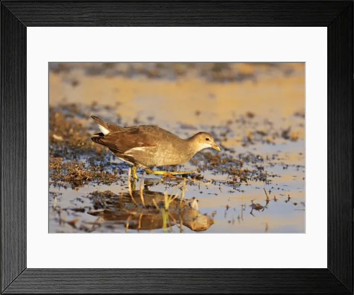 Framed Print : Purple Moorhen Ranthambhor National Park, India Framed Print : Purple Moorhen Ranthambhor National Park, India