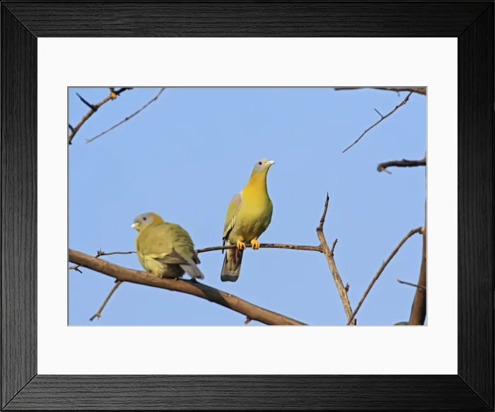 Framed Print : Green Pigeons, Ranthambhor National Park, India Framed Print : Green Pigeons, Ranthambhor National Park, India