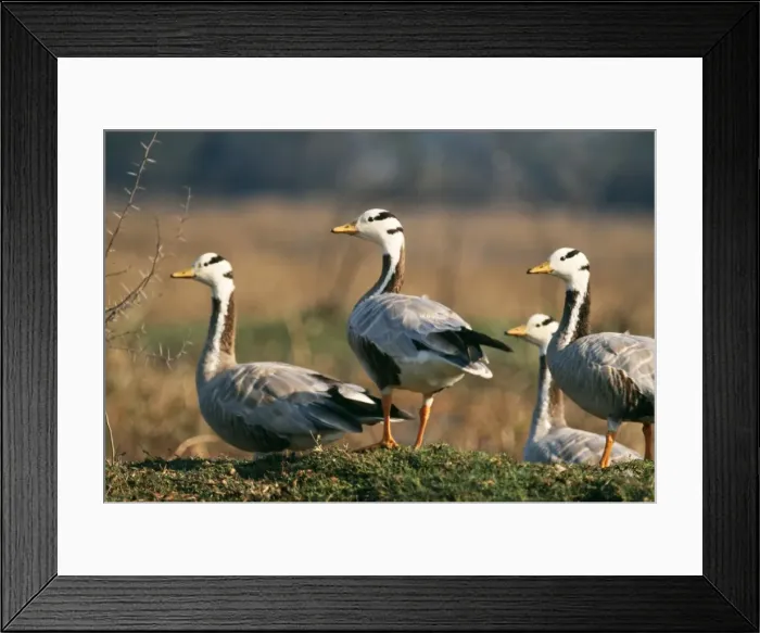 Framed Print : Bar-headed Geese On the mound Framed Print : Bar-headed Geese On the mound