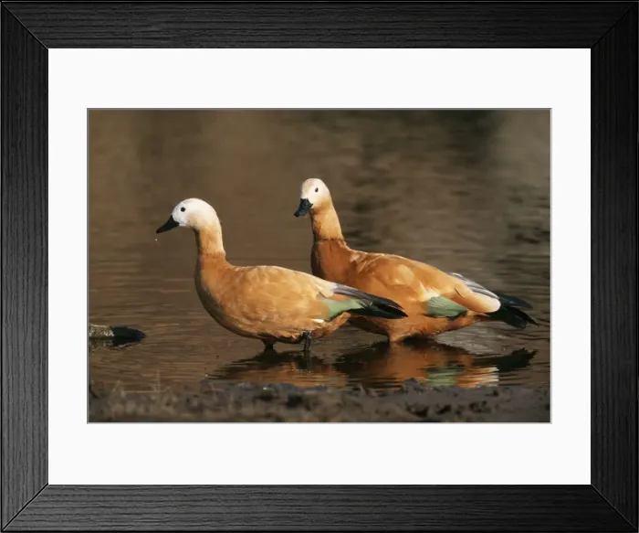 Framed Print : Ruddy Shelduck Ranthambhor National Park, India Framed Print : Ruddy Shelduck Ranthambhor National Park, India
