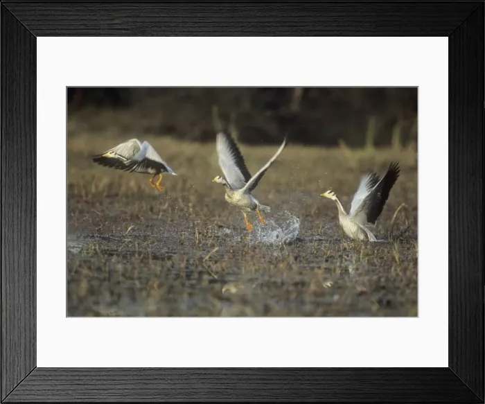 Framed Print : Bar-headed Goose Geese in flight, taking off India Framed Print : Bar-headed Goose Geese in flight, taking off India