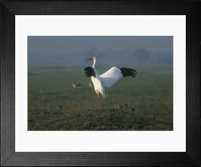 Framed Print : Siberian White / Great White / Asiatic White Crane Standing with wings and beak open India Framed Print : Siberian White / Great White / Asiatic White Crane Standing with wings and beak open India