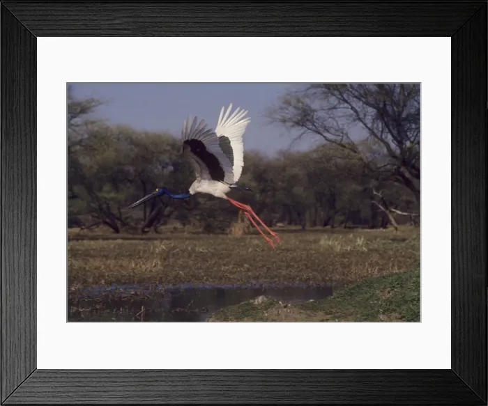 Framed Print : Black-necked Stork - in flight Keoladwo National Park, India Framed Print : Black-necked Stork - in flight Keoladwo National Park, India