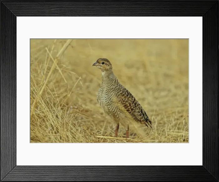 Framed Print : Grey Partridge / Francolin Ranthambhor National Park, India Framed Print : Grey Partridge / Francolin Ranthambhor National Park, India