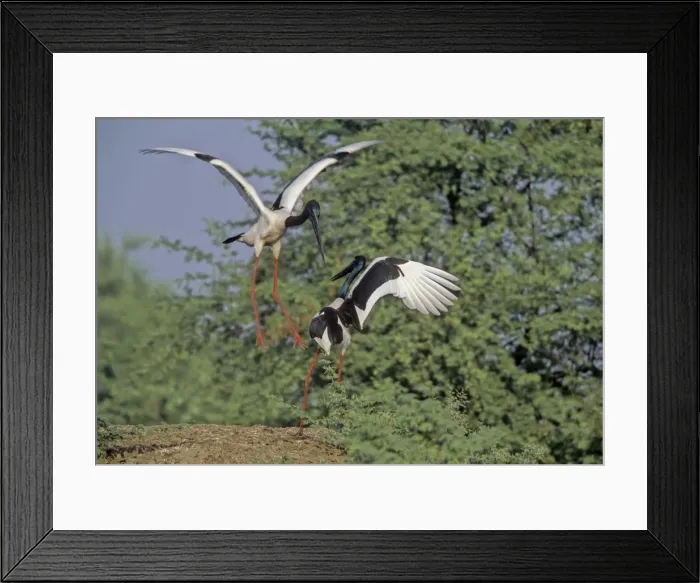 Framed Print : Blacknecked Storks - Performing courtship dance Keoladeo National Park, India Framed Print : Blacknecked Storks - Performing courtship dance Keoladeo National Park, India