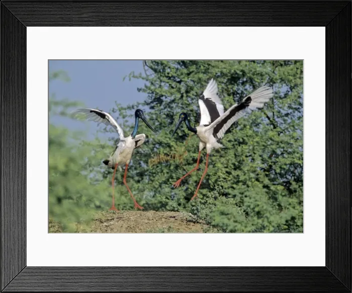 Framed Print : Black-necked Storks - Performing courtship dance Keoladeo National Park, India Framed Print : Black-necked Storks - Performing courtship dance Keoladeo National Park, India