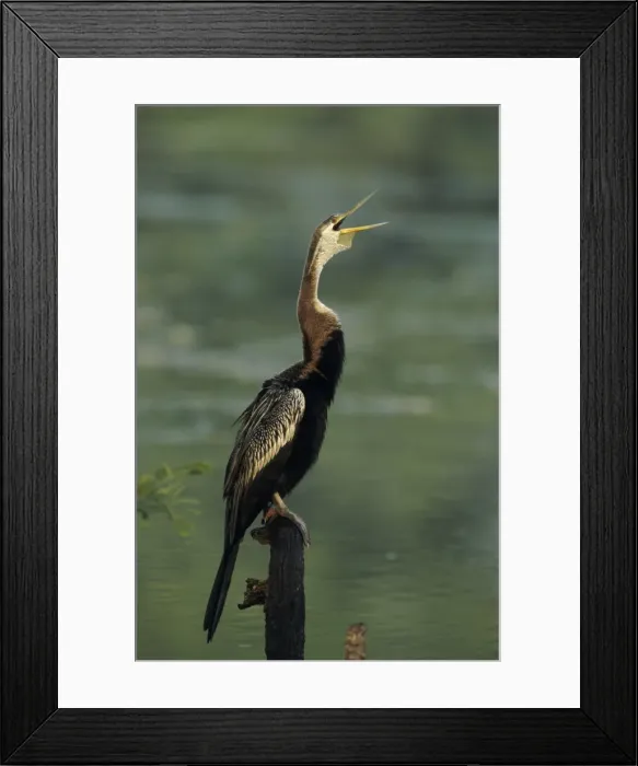 Framed Print : Indian Darter - calling Keoladeo National Park, India Framed Print : Indian Darter - calling Keoladeo National Park, India
