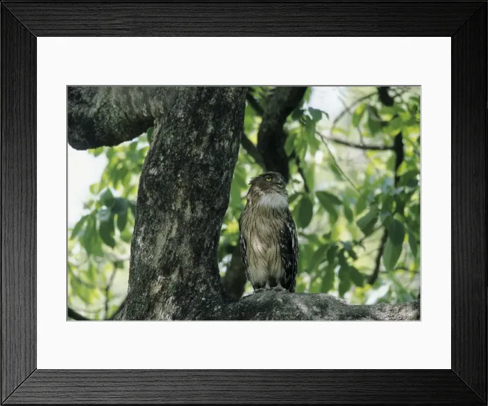 Framed Print : Brownfish Owl Corbett National Park, India Framed Print : Brownfish Owl Corbett National Park, India