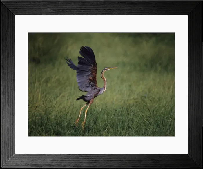 Framed Print : Purple Heron - Taking-off Keoladeo National Park, India Framed Print : Purple Heron - Taking-off Keoladeo National Park, India
