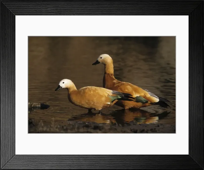 Framed Print : Ruddy Shelduck - two At Malik lake, Ranthambhor National Park, India Framed Print : Ruddy Shelduck - two At Malik lake, Ranthambhor National Park, India