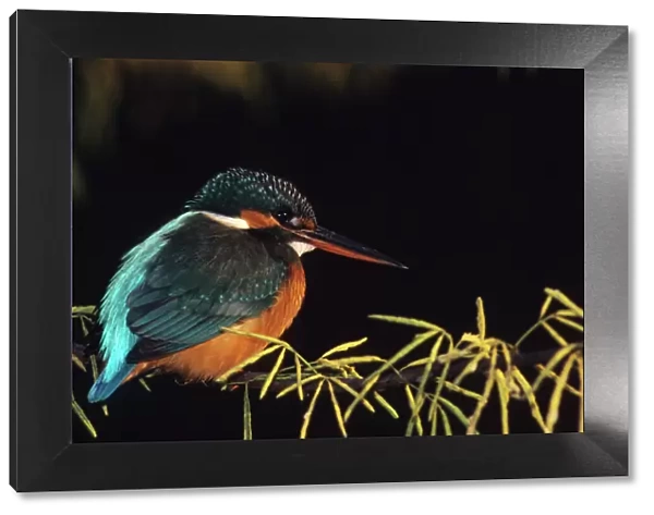 Common Kingfisher Keoladeo National Park, India