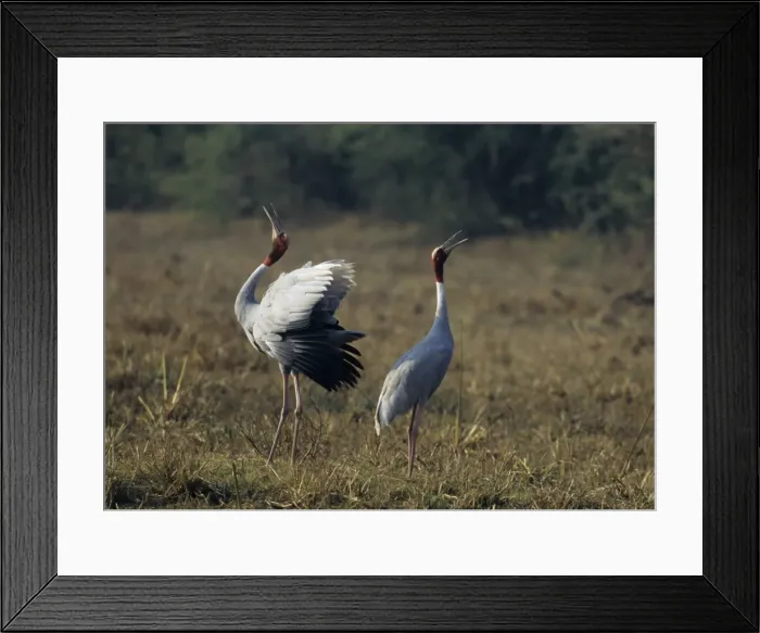 Framed Print : Indian Saras Crane - territorial display Keoladeo National Park, India Framed Print : Indian Saras Crane - territorial display Keoladeo National Park, India