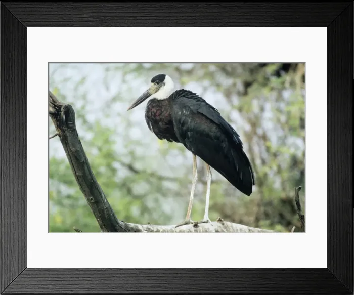 Framed Print : Whitenecked Stork Keoladeo National Park, India Framed Print : Whitenecked Stork Keoladeo National Park, India