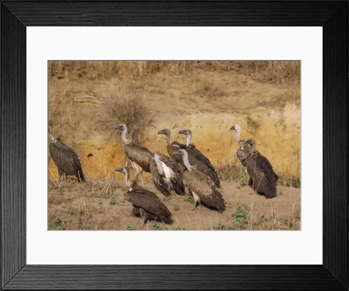 Framed Print : Indian Whitebacked Vulture Bandhavgarh National Park, India