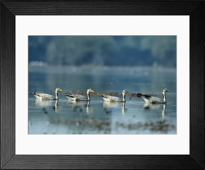 Framed Print : Barheaded Geese - x4 on water in line. Keoladeo National Park, India Framed Print : Barheaded Geese - x4 on water in line. Keoladeo National Park, India