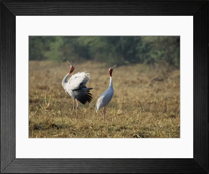Framed Print : Indian Sarus Crane - territorial display Keoladeo National Park, India Framed Print : Indian Sarus Crane - territorial display Keoladeo National Park, India
