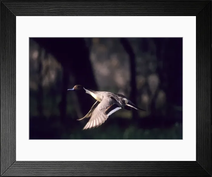 Framed Print : Pintail - in flight, Keoladeo National Park, Bharatpur, India Framed Print : Pintail - in flight, Keoladeo National Park, Bharatpur, India