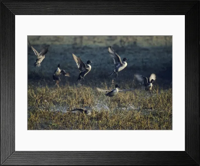 Framed Print : Pintails - taking-off, Keoladeo National Park, Bharatpur, India Framed Print : Pintails - taking-off, Keoladeo National Park, Bharatpur, India