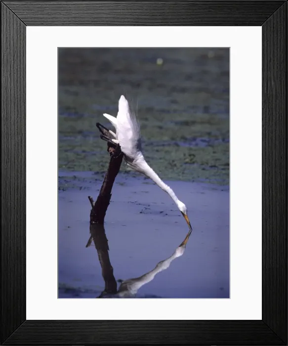 Framed Print : Great Egret - fishing Keoladeo National Park, Bharatpur, India Framed Print : Great Egret - fishing Keoladeo National Park, Bharatpur, India