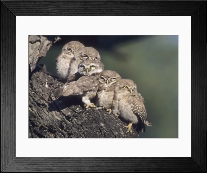 Framed Print : Spotted Little Owl / Spotted Owlets - Fledglings on the roost. Keoladeo National Park, India Framed Print : Spotted Little Owl / Spotted Owlets - Fledglings on the roost. Keoladeo National Park, India