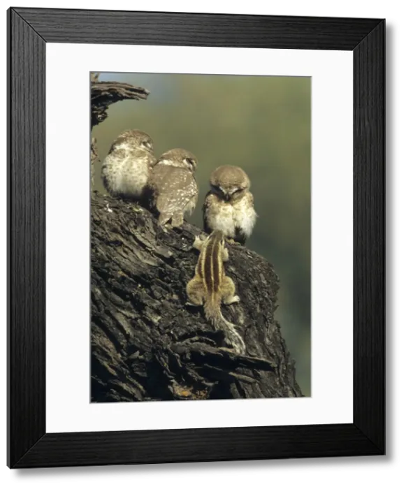 Framed Print : Spotted Little Owl / Spotted Owlets - Fledglings and curious Three-palm Squirrel (Funambulus palmarum) approaching owlets. Keoladeo National Park India Framed Print : Spotted Little Owl / Spotted Owlets - Fledglings and curious Three-palm Squirrel (Funambulus palmarum) approaching owlets. Keoladeo National Park India