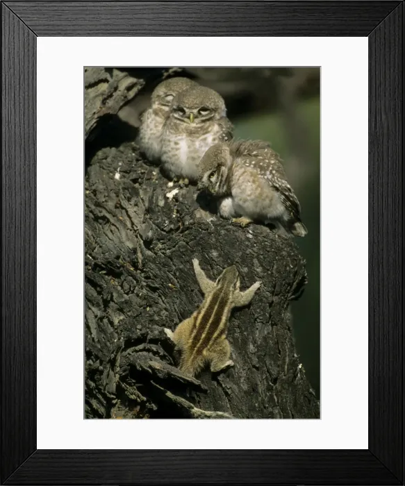 Framed Print : Spotted Little Owl  /  Spotted Owlets - Fledglings and curious Three-palm Squirrel (Funambulus palmarum) approaching owlets. Keoladeo National Park India