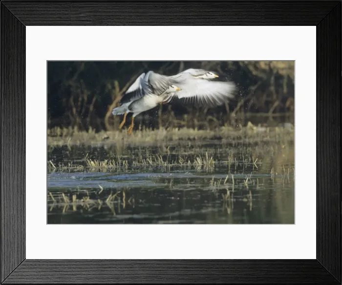 Framed Print : Bar-headed Geese - taking-off. Keoladeo National Park, India Framed Print : Bar-headed Geese - taking-off. Keoladeo National Park, India