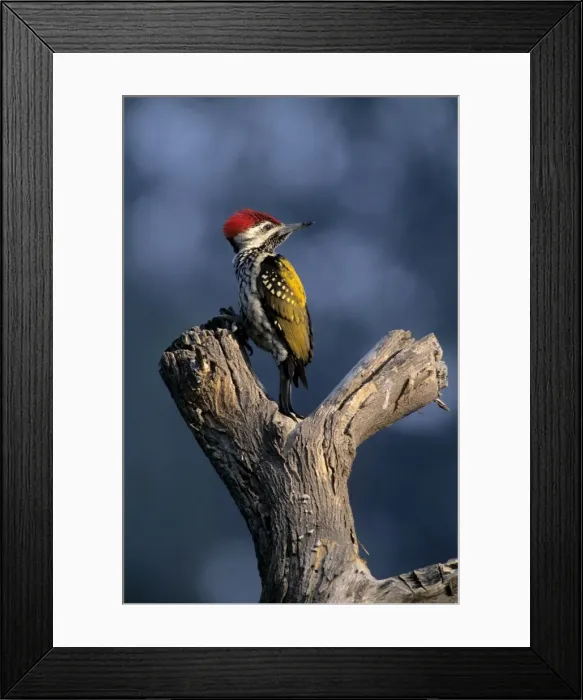 Framed Print : Black-rumped Flameback / Golden backed Woodpecker on a dead tree Keoladeo National Park, India Framed Print : Black-rumped Flameback / Golden backed Woodpecker on a dead tree Keoladeo National Park, India